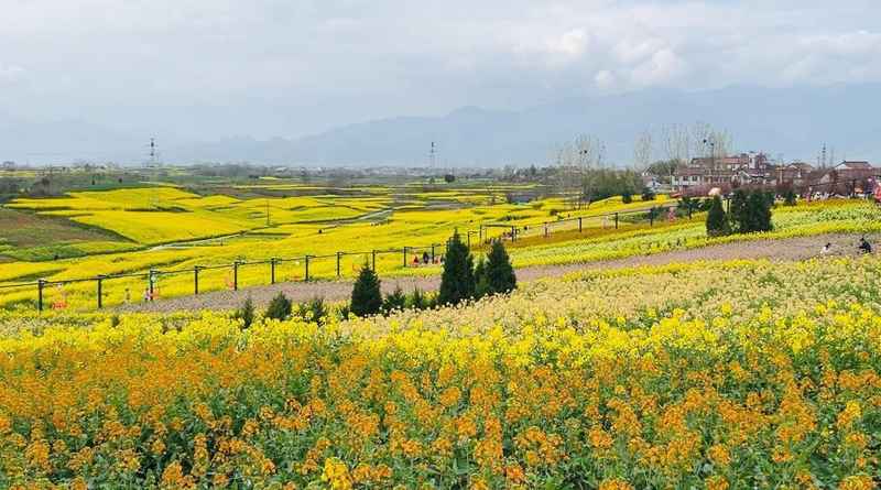  流量转化与业态重构：汉中花海模式的深度解析 企业服务